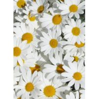 Крупенина Диана