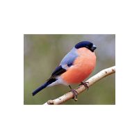 Дарья Мазнева