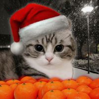 Оксана Паренко